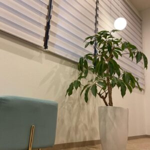 観葉植物 [Official Blog【ももい】]