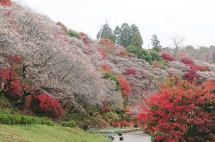 2021年「小原四季桜まつり」開催
