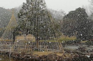 大高緑地  冬の風景を愉しむ樹木の冬化粧「雪吊り」開催中！