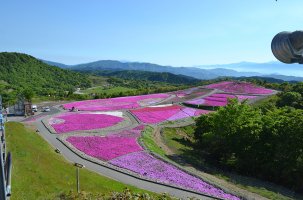 2022茶臼山高原 「芝桜まつり」開催！