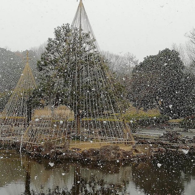 大高緑地  冬の風景を愉しむ樹木の冬化粧「雪吊り」開催中！