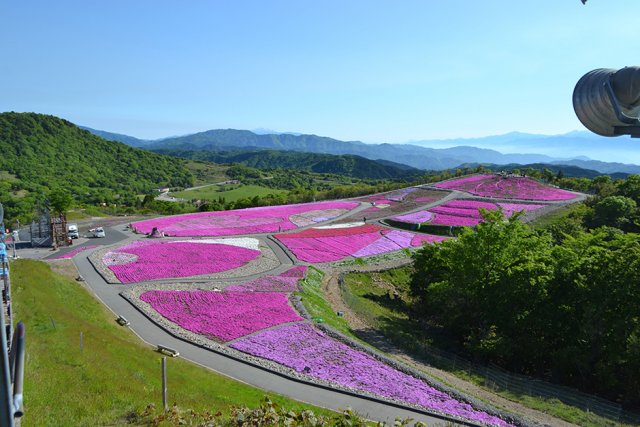 2022茶臼山高原 「芝桜まつり」開催！